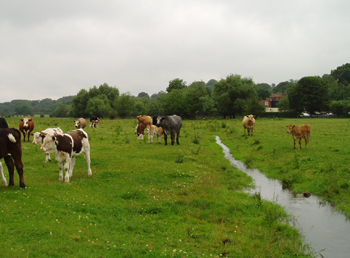 Grazing cows